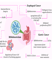 J Microbiota